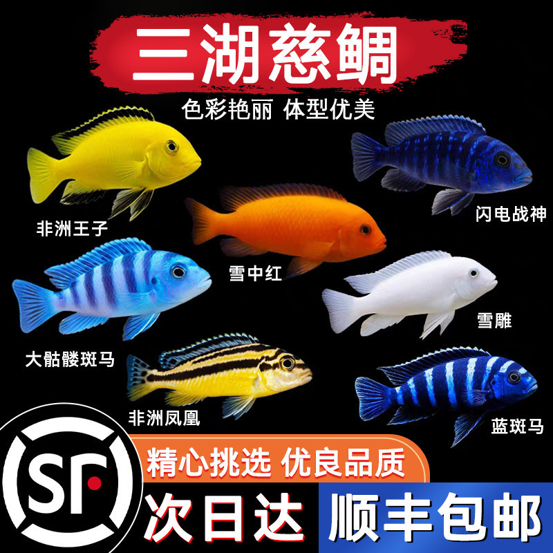 三湖慈鲷鱼小型热带观赏鱼苗蓝斑马淡水好养非洲王子雕科凤凰黑线