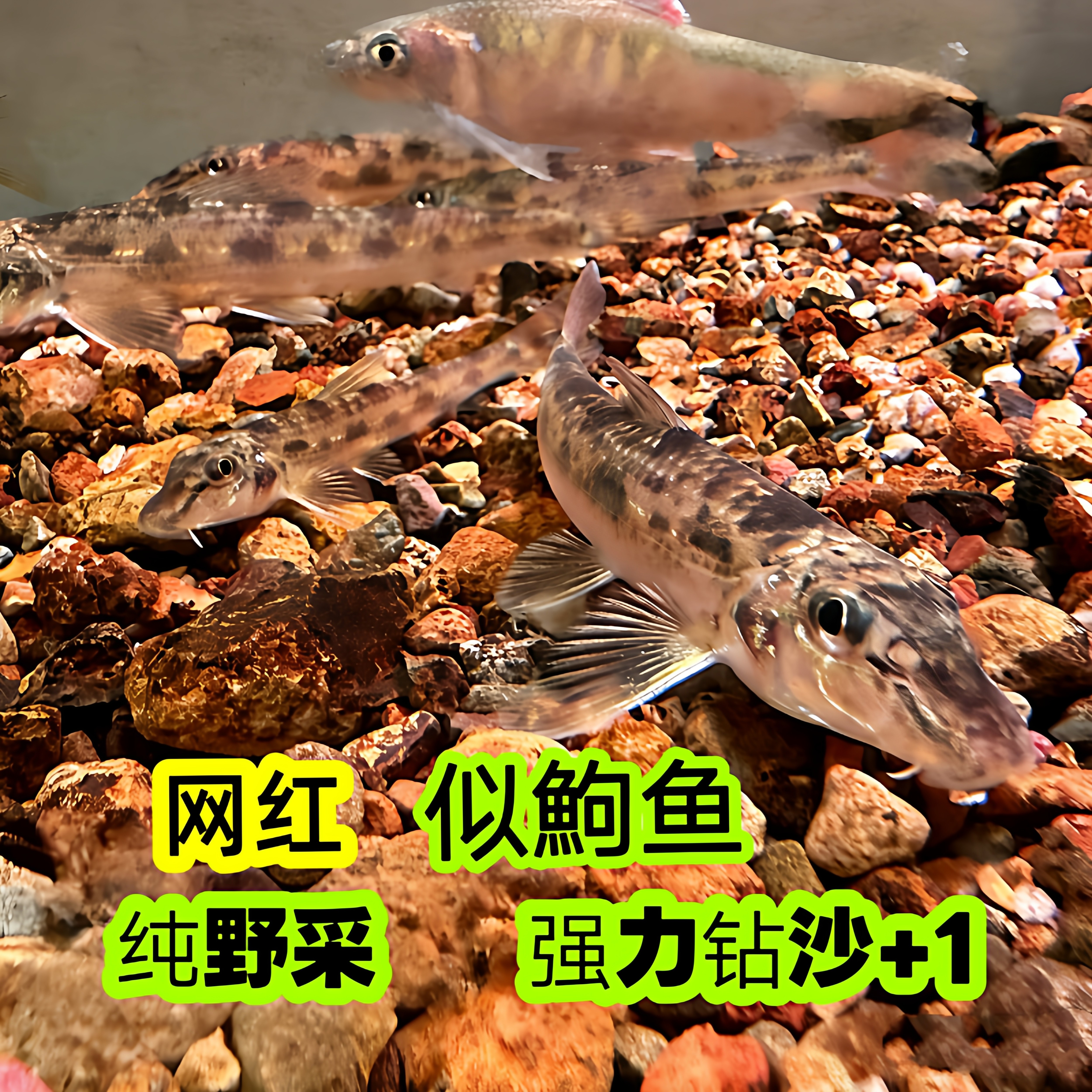 网红似鮈鱼观赏鱼翻沙工具鱼原生棒花鱼淡水鱼缸里冷水成小金鱼苗,宠物/宠物食品及用品,鱼,淘宝优惠券,粉丝福利购,淘宝优惠卷