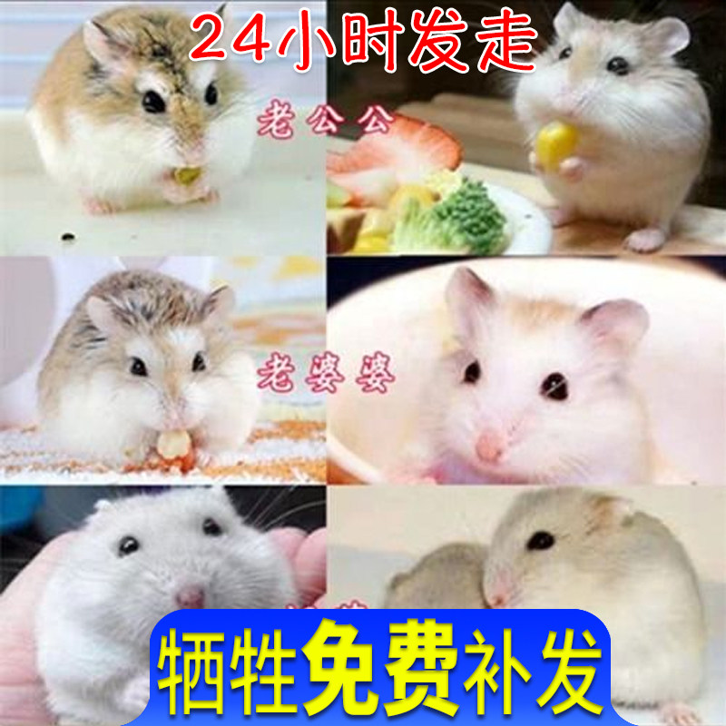 奶茶公婆活物打疫苗仓鼠宠物