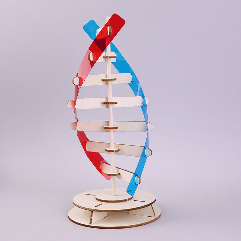 DNA双螺旋结构模型手工DIY科技制作学生人体基因生物实验器材料包