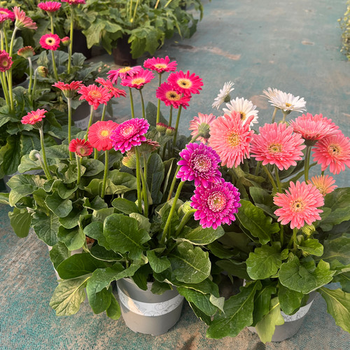 多年生高杆扶郎花非洲菊阳台四季