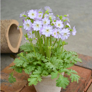 陕西报春花苗安徽羽叶报春盆栽耐寒阳台庭院好养花量大花期长植物