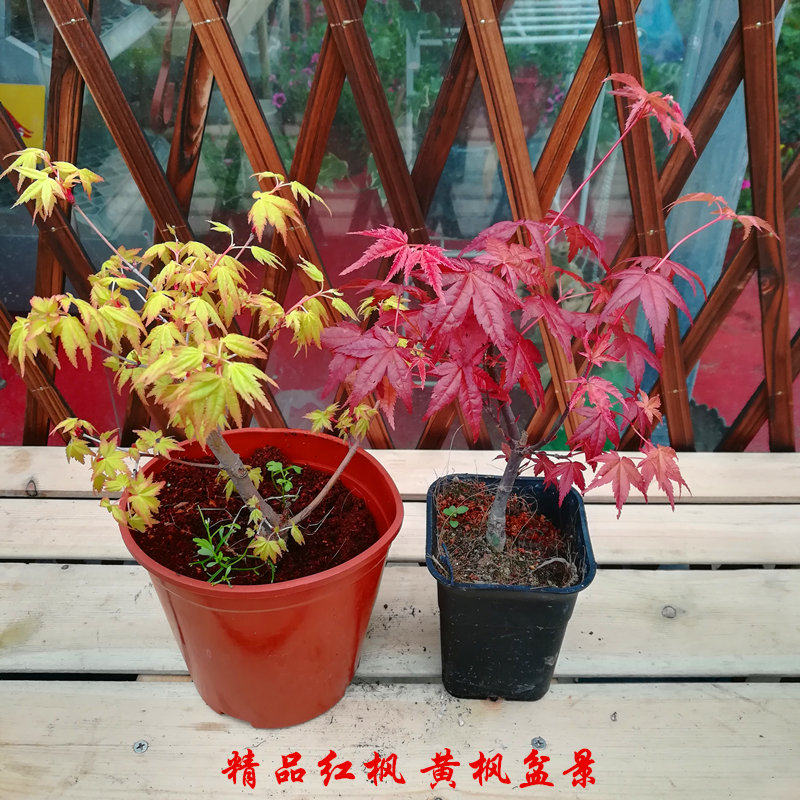 日本红枫树苗 红枫黄金枫盆景 嫁接盆栽红枫苗庭院绿化彩色植物