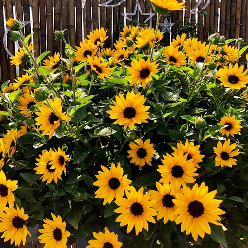 光辉岁月向日葵阳台花园花期长