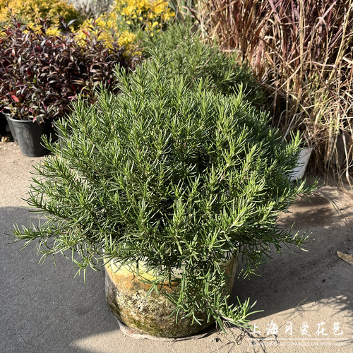 迷迭香庭院阳台花镜香草类可食用