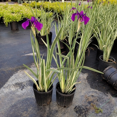 花菖蒲 金叶玉蝉花 湿地观花水陆两生室外池塘河道水生挺水植物