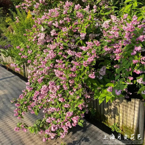 粉花溲疏盆栽草莓田花园花镜植物