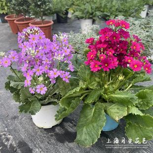 云南彩云报春盆栽 小花四季樱草花卉 带花发货好养易爆花 有香味