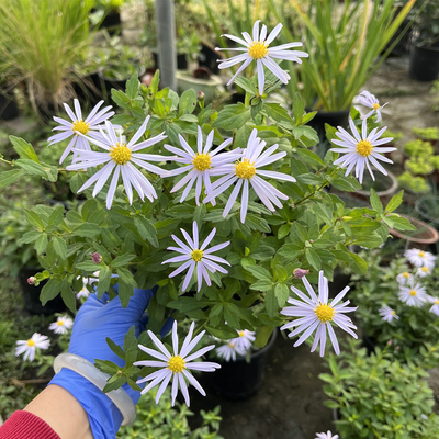 狭叶马兰室外阳台秋季马兰头