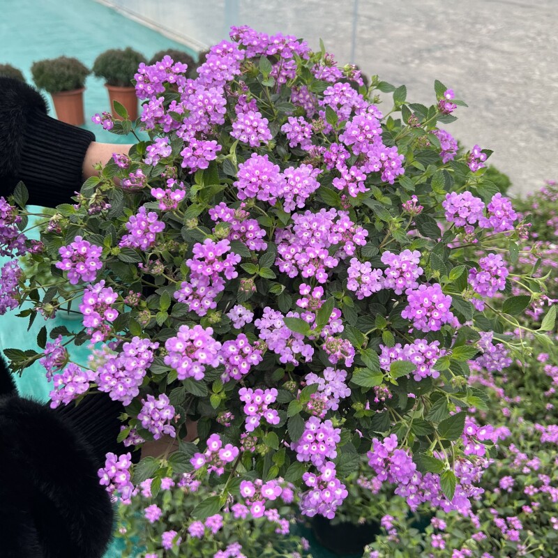 紫花蔓马樱丹花苗五色花庭院阳台盆栽多年四季垂吊花卉耐热花期长