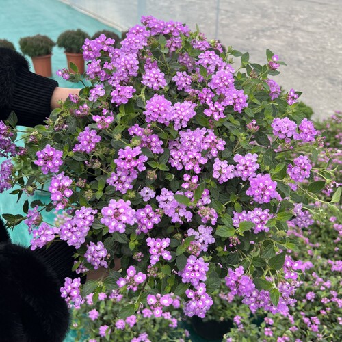紫色五色花庭院阳台四季开花耐热