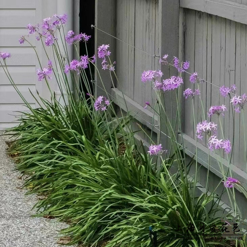 紫娇花盆栽花叶紫娇庭院多年生根球花卉花叶紫娇耐热耐寒花镜植物