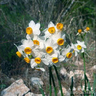 水仙花盆栽耐寒清香雅致中国水仙冬季室内外水培花卉 易养 多年生