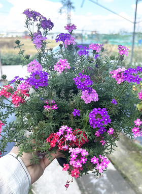 细叶美女樱多年生庭院阳台宿根植物耐寒耐热花期长花园匍匐垂吊花