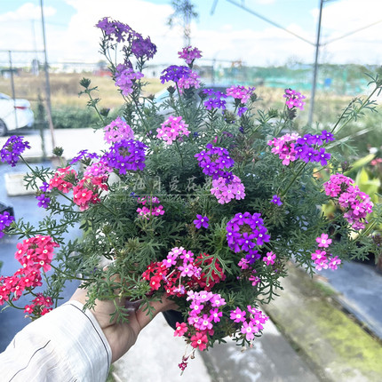 细叶美女樱多年生庭院阳台宿根植物耐寒耐热花期长花园匍匐垂吊花
