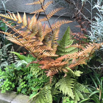 蕨类彩虹蕨观叶植物庭院花园多年