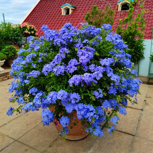 蓝雪花多年生耐热盆栽大苗包邮