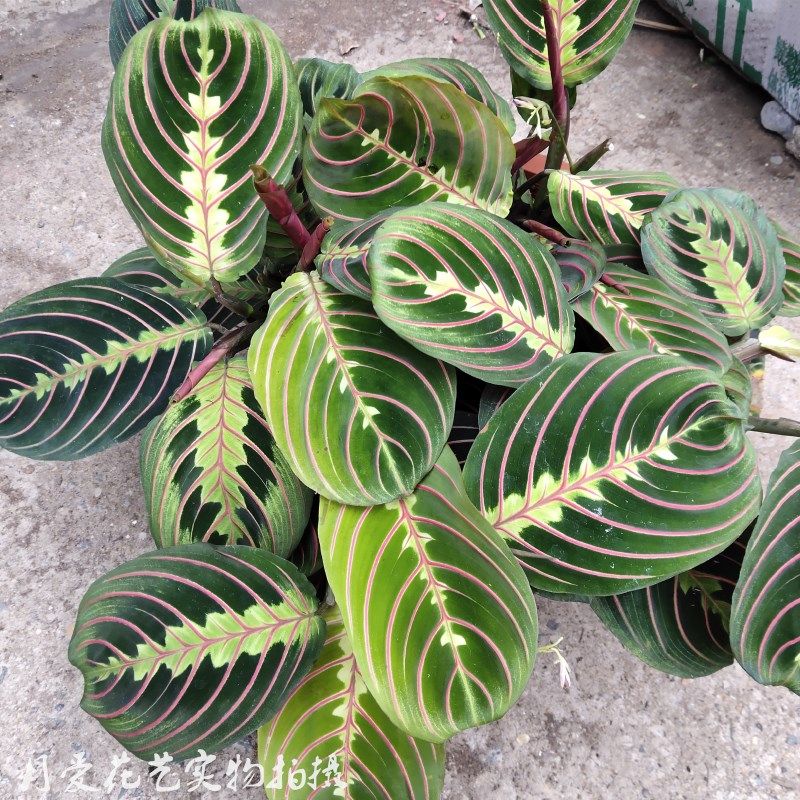 进口叶蝉竹芋 稀有红蜻蜓竹芋 室内观叶竹芋盆栽  网红观叶竹芋