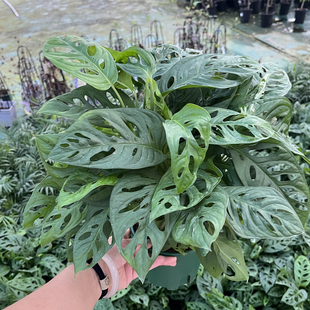 米歇尔仙洞龟背竹可爬藤洞洞芋多孔垂藤耐阴水培室内四季盆栽好养