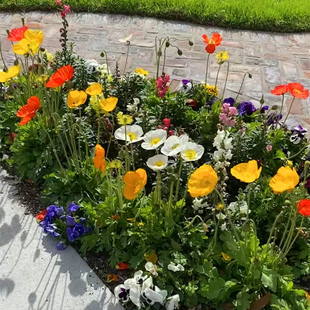 大花虞美人盆栽带花发 冰岛虞美人混色大盆 庭院阳台花镜花卉包邮