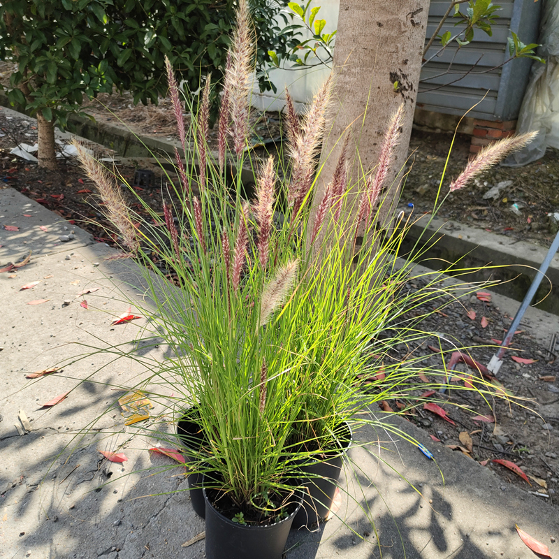 羽绒狼尾草紫穗狗尾巴草护坡观赏庭院花镜植物多年生宿根好养包邮-封面