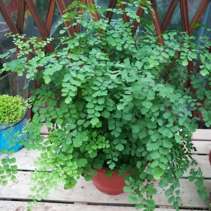 铁线蕨花苗耐阴室内植物净化空气盆栽水培植物花草防辐射绿植花卉