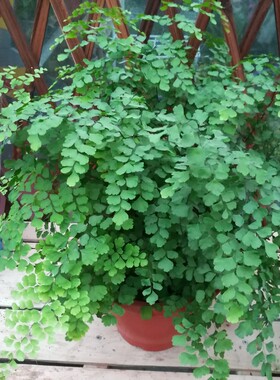 铁线蕨耐阴绿植净化空气防辐射