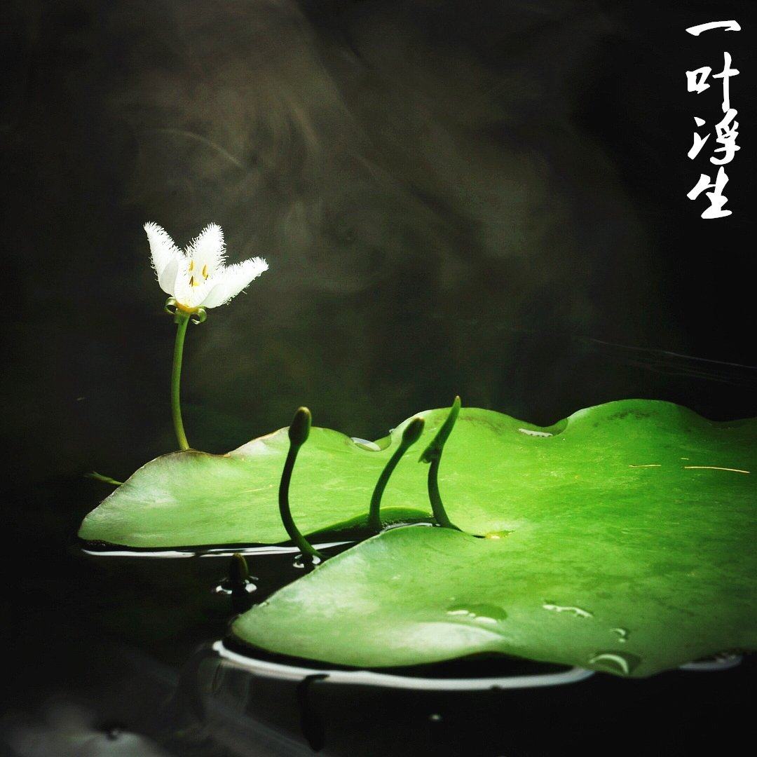 四季水养一叶莲碗莲水培植物花卉盆栽室内花阳台客厅水生碗莲植物