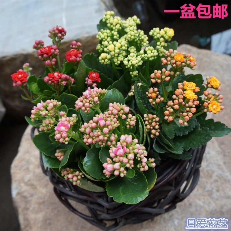 长寿花重瓣花卉成品盆栽带花苞客厅办公室内植物净化空气两盆包邮