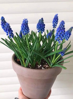 荷兰进口葡萄风信子盆栽室内阳台土培盆栽易养多年生耐寒花卉植物