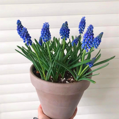 葡萄风信子盆栽室内阳台耐寒开花