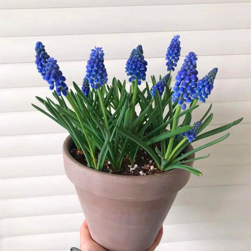 葡萄风信子盆栽室内阳台耐寒开花