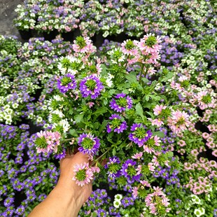 草海桐盆栽半扇花苗阳台庭院耐热耐寒垂吊多年生宿根草本植物花卉