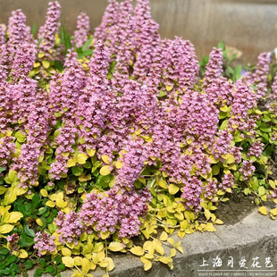 金叶筋骨草黄金灯盆栽庭院阳台多年生花镜宿根地被姬十二筋骨草花