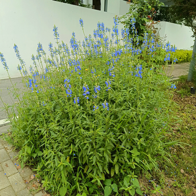 天蓝鼠尾草芳香花卉庭院花园耐热