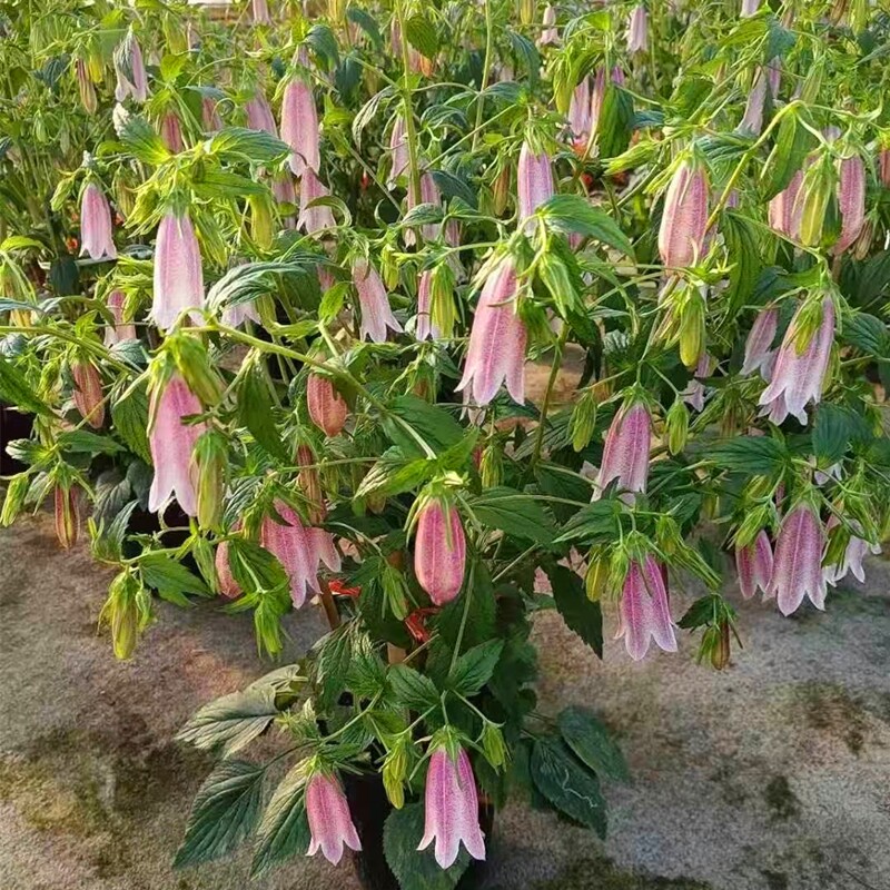 紫斑风铃草红衣耐寒宿根卢布粉色风铃盆栽带花阳台花园多年生花卉