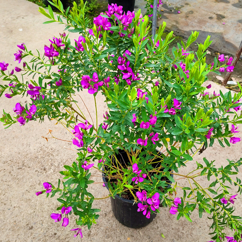 豆蔻花盆栽早春开多年生四季植物好养易成活室外阳台露天地栽美观