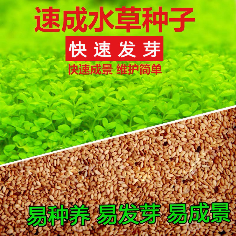 鱼缸装饰水草种子 前景迷你草植物活体造景 真水草小对叶草皮种子
