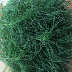 猪毛菜新鲜纯野生整颗野菜5斤装