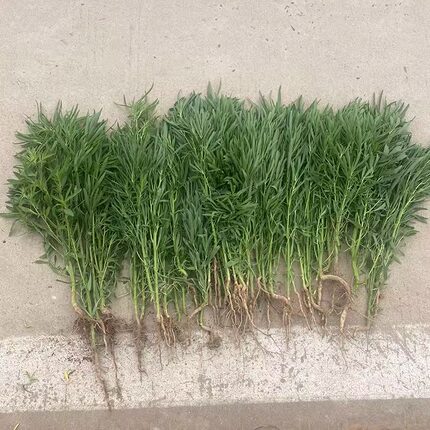 扫帚菜新鲜药用现挖现发野菜整颗农家全草地肤子带根带叶500g包邮