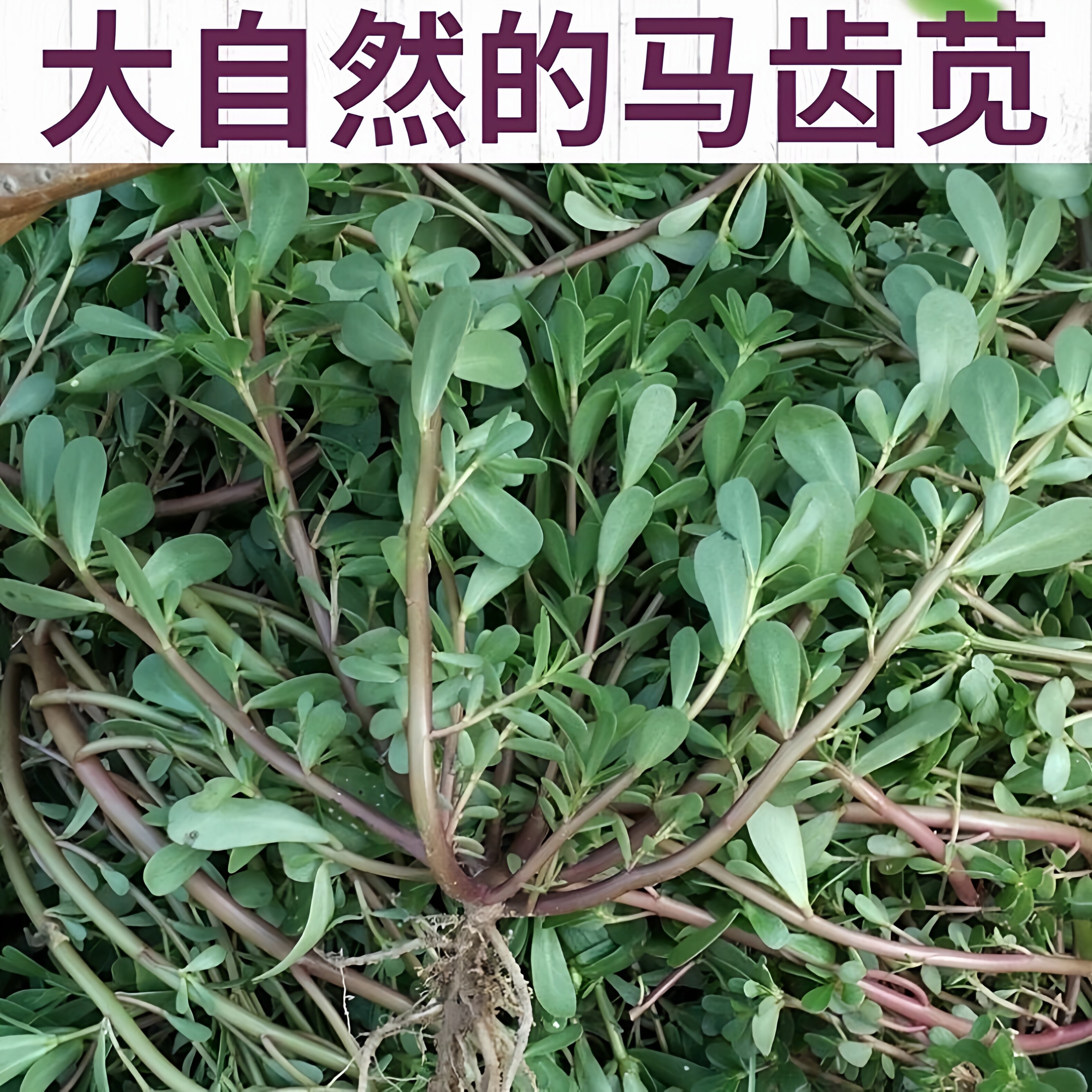马齿苋新鲜红梗现挖带根马蜂菜2026年头茬五行菜山东省长寿菜包邮