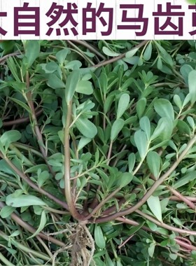 马齿笕新鲜红梗现挖长寿菜马蜂菜