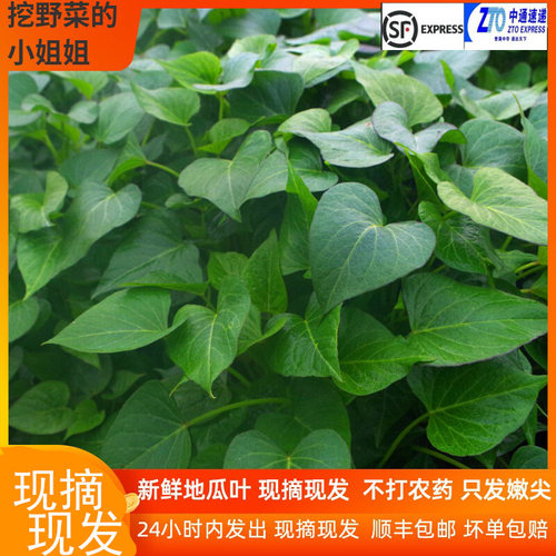当季新鲜蔬菜野菜地瓜叶