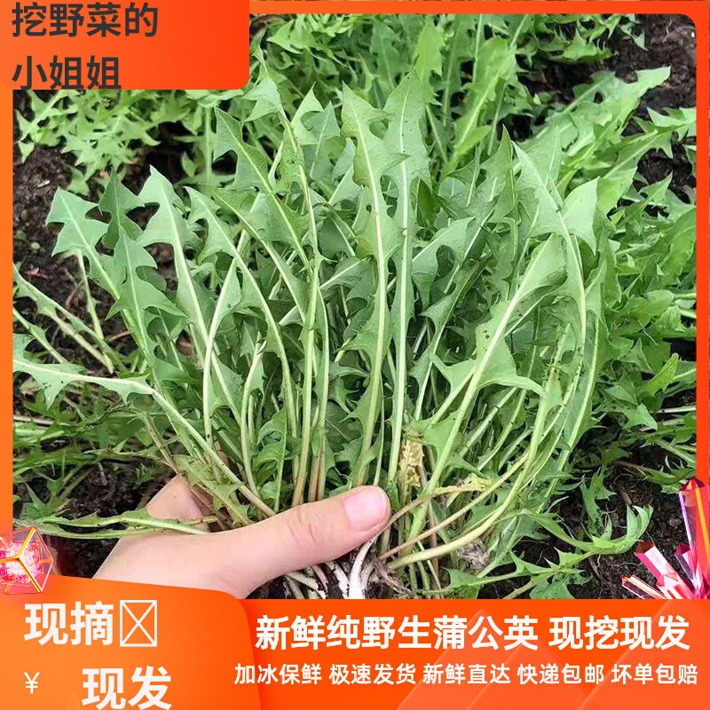 农家现挖蒲公英带根婆婆丁5斤装图片