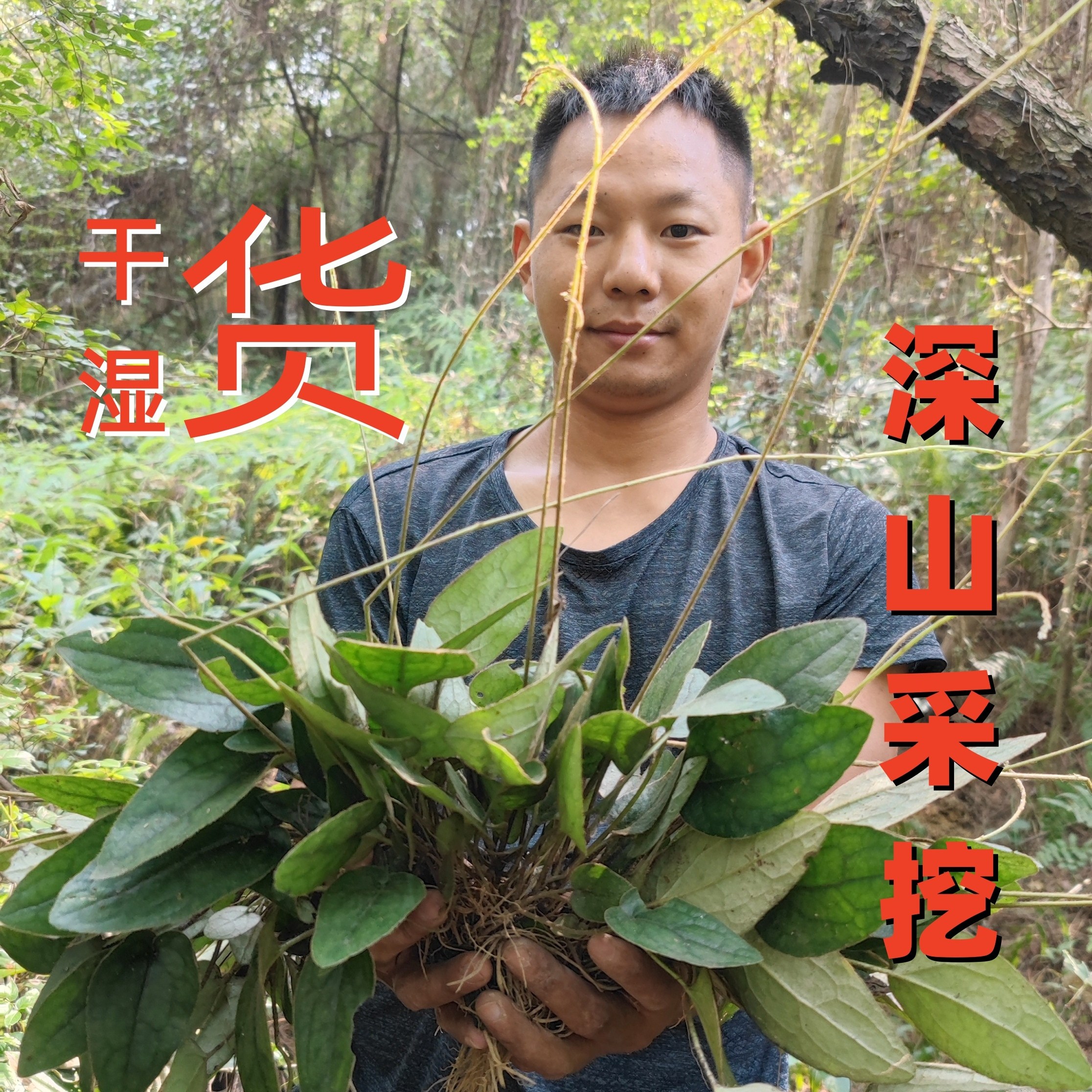 四川原生兔耳风杏香兔儿风朝天一柱香一支香铺地金钟草药中药材新