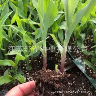 黄苗水果苗甜糯苗穴盘苗庭院阳台好养绿化美观绿植苗