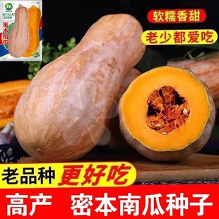 甜瓜蔬菜种籽 蜜本南瓜种子超甜粉面甜糯厚肉南瓜早熟高产易种四季