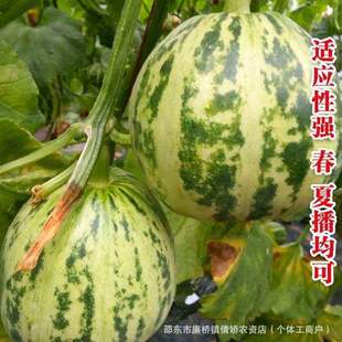 落花甜瓜种子老汉瓜蔬果种子花皮红壤香瓜种籽薄皮糖度高早熟高产