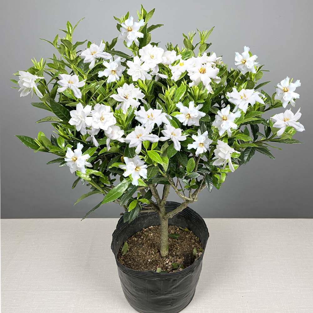 栀子花植物,栀子花的花语,枝枝花和栀子花_大山谷图库