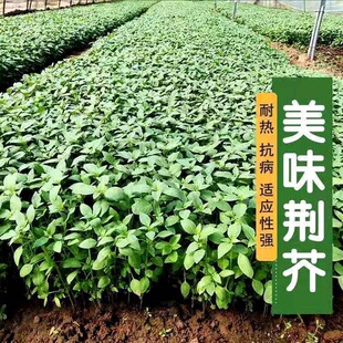 荆菜农家田园种籽 大叶荆芥种子河南可食用荆芥菜种籽蔬菜种子四季